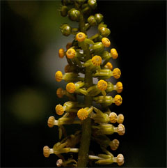 Dioscoreophyllum cumminsii Serendipity Berry, Guinea potato